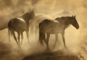Dusty
