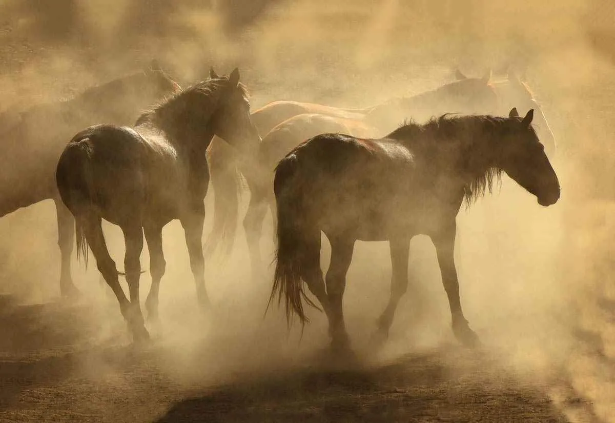 Dusty